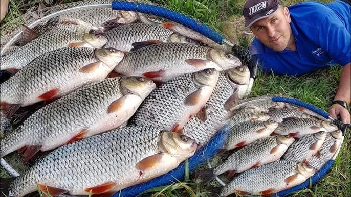 Na co biorą duże płocie? Skuteczne przynęty i techniki wędkarskie